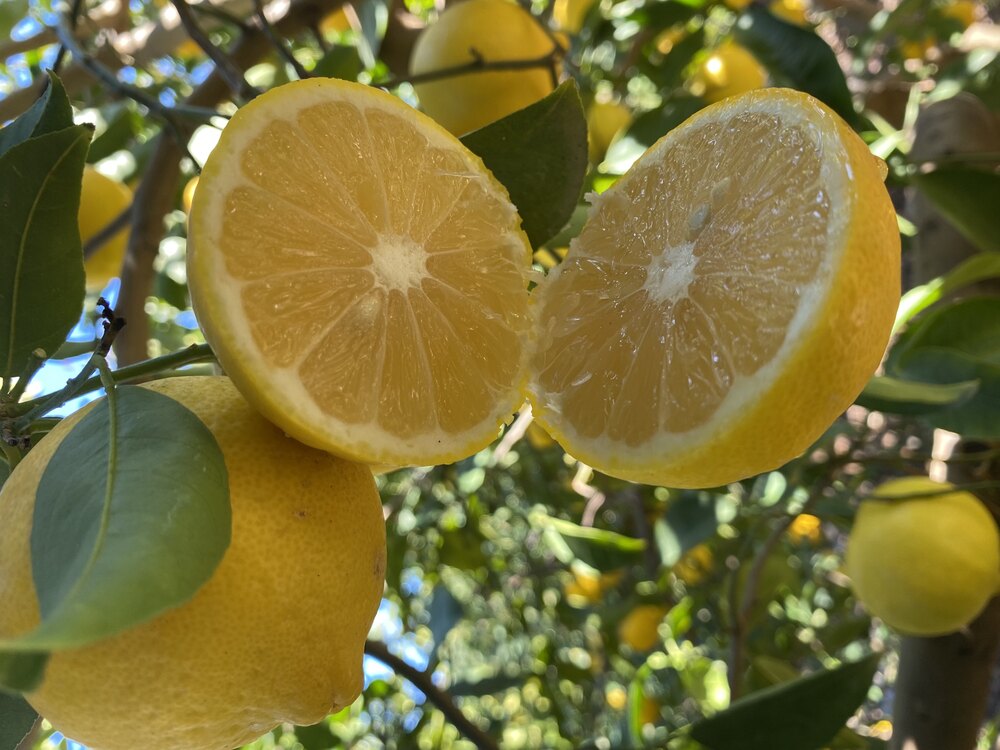 Tatlı Limon 