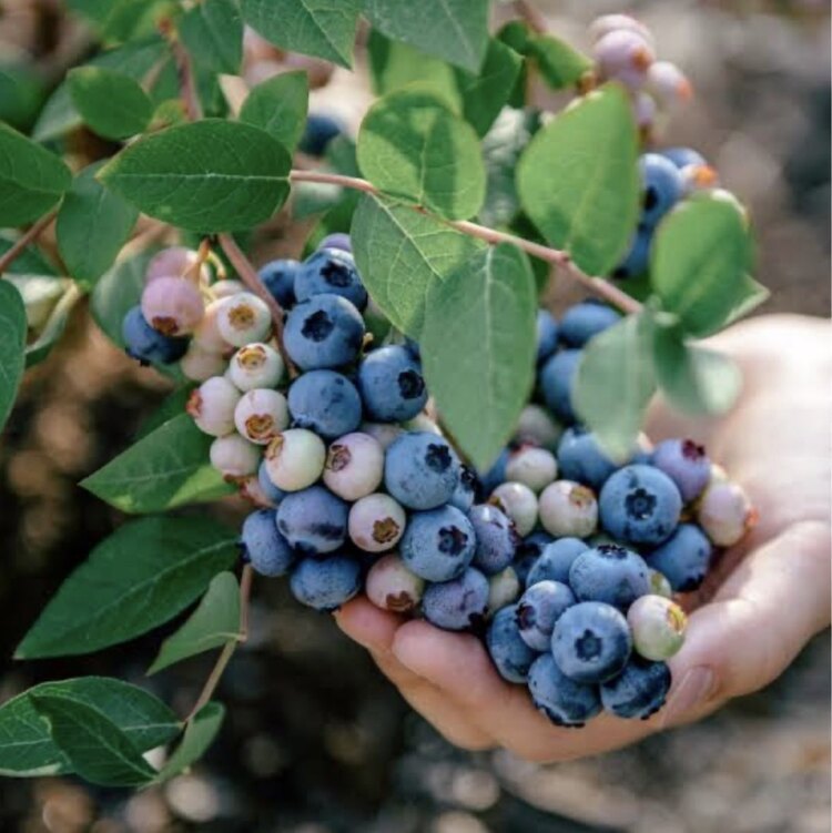 Yaban Mersini (Blueberry) (Mavi Yemiş) (kg)