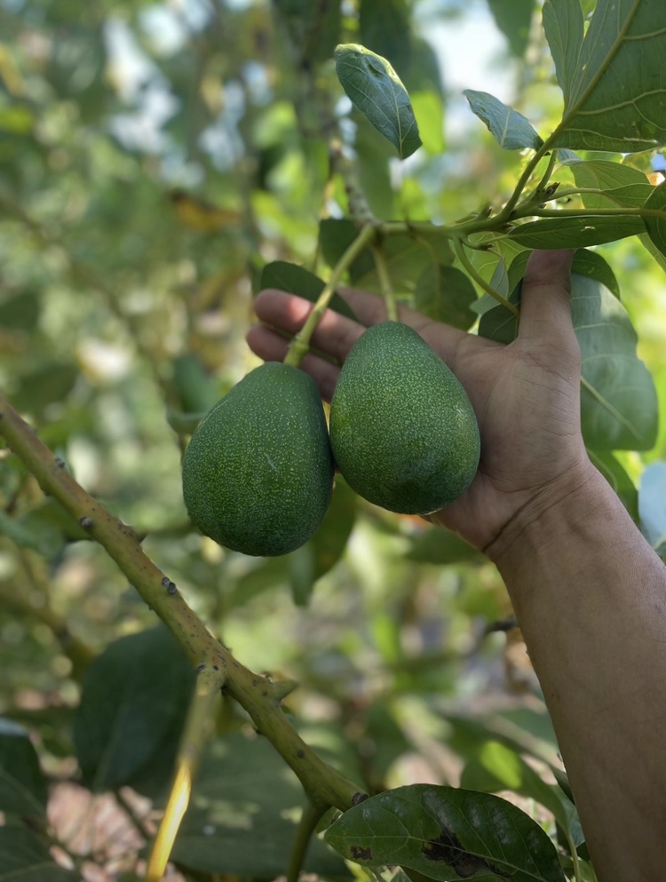Avokado (Erkenci)(Clifton)(Büyük boy)