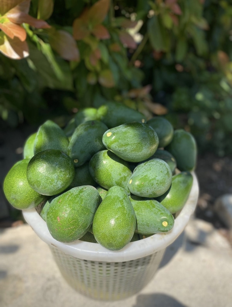Avokado (Erkenci)(Clifton)(Büyük boy)