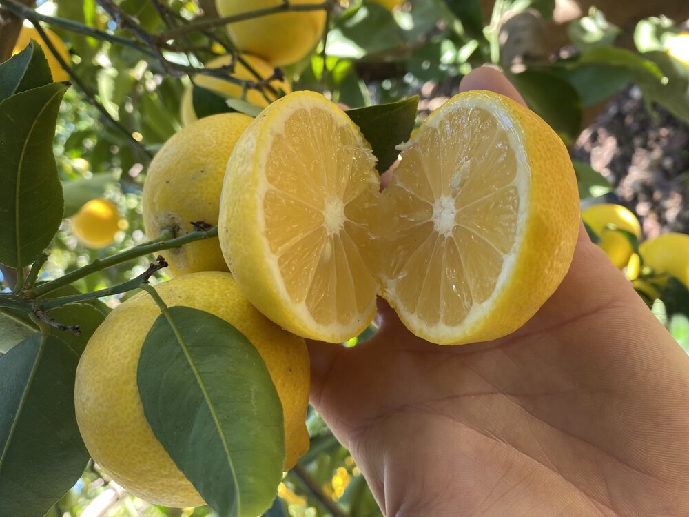 Tatlı Limon 