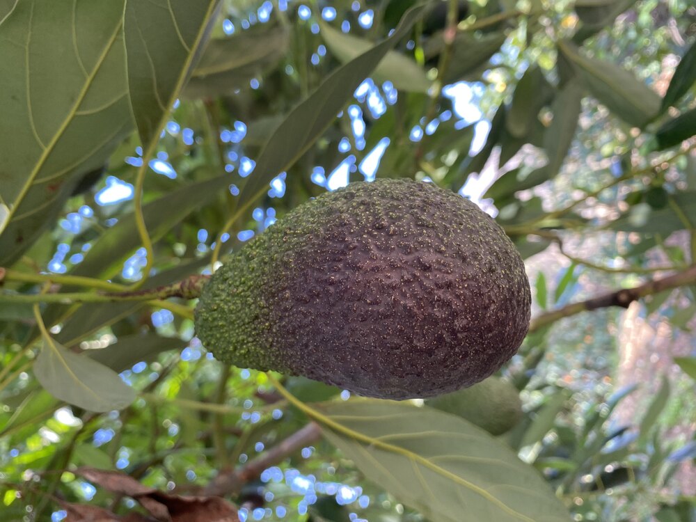Hass Avokado