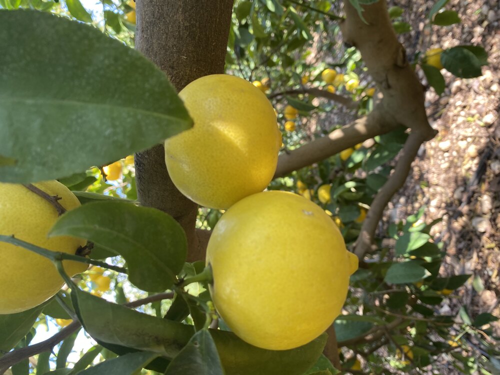 Tatlı Limon 