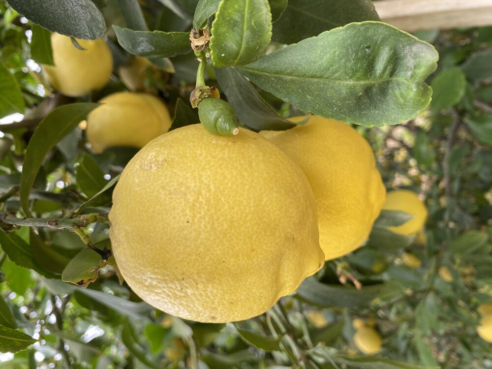 Beyaz Limon (Kokulu Limon) (Kg)