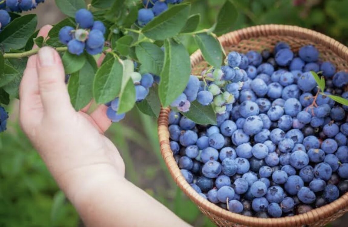 Yaban Mersini (Blueberry) (Mavi Yemiş) (kg)