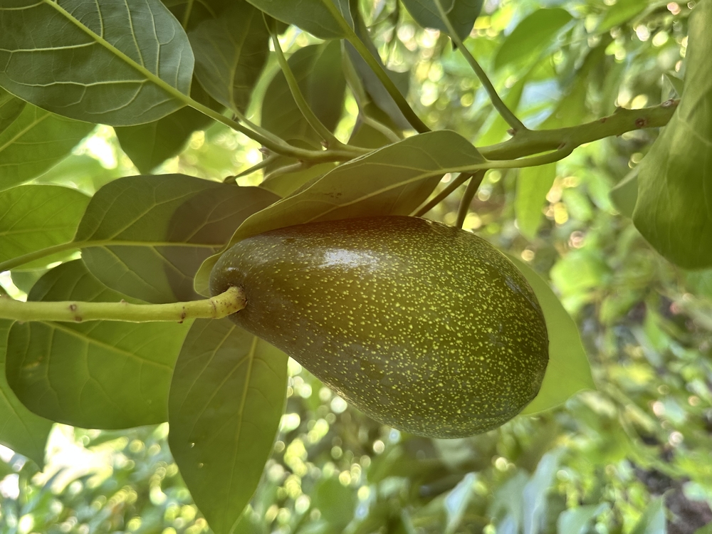 Avokado (Erkenci)(Clifton)(Orta boy)
