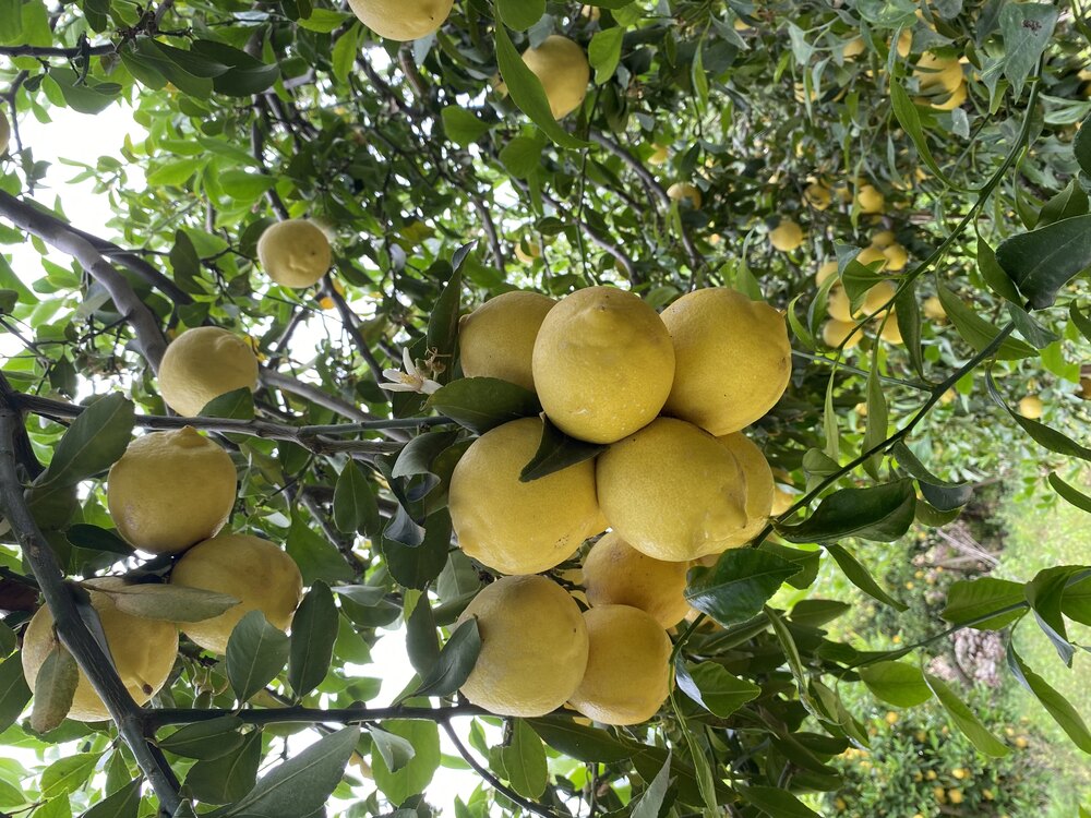 Beyaz Limon (Kokulu Limon) (Kg)