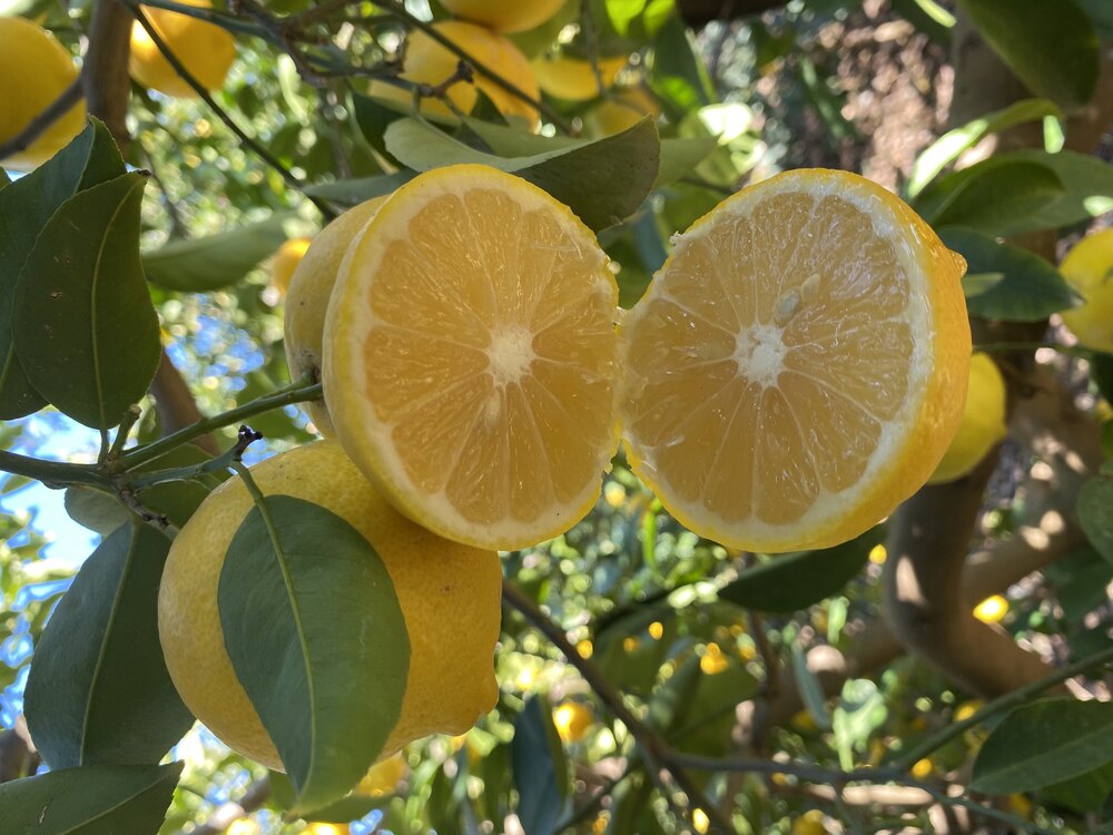 Tatlı Limon 