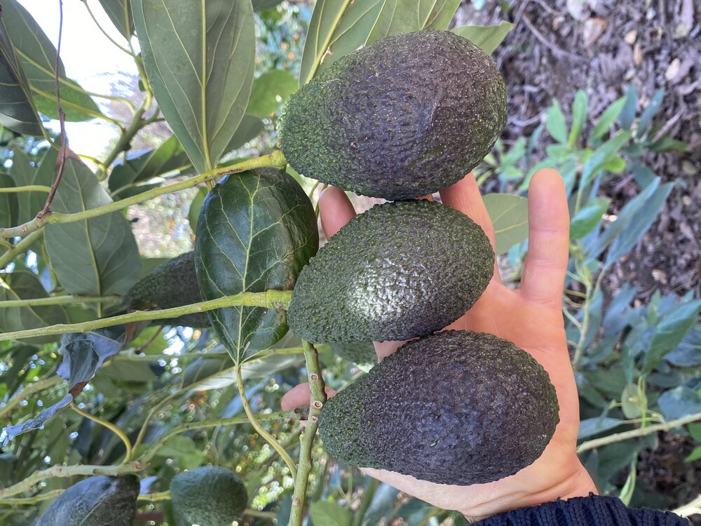 Hass Avokado