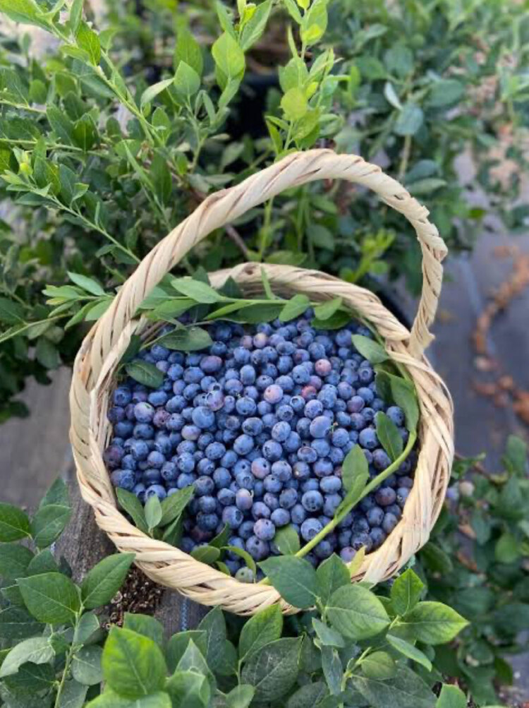 Yaban Mersini (Blueberry) (Mavi Yemiş) (kg)