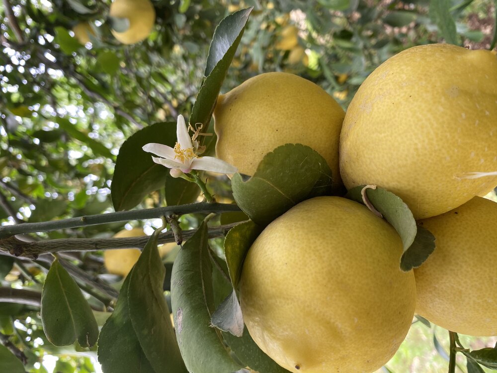 Beyaz Limon (Kokulu Limon) (Kg)