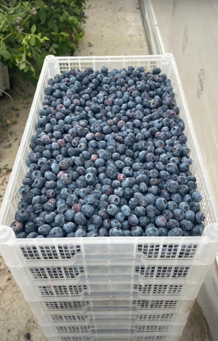 Yaban Mersini (Blueberry) (Mavi Yemiş) (kg)