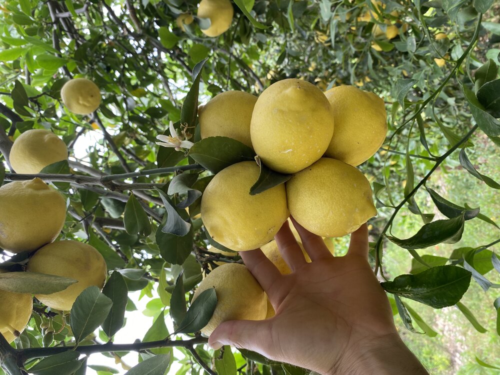 Beyaz Limon (Kokulu Limon) (Kg)
