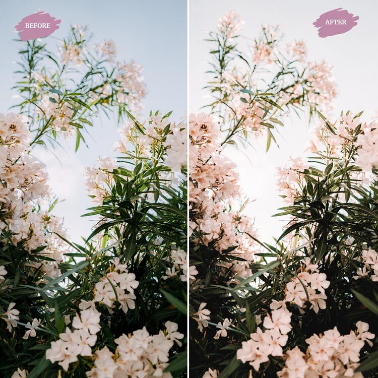 Creamy - LUTs Pack