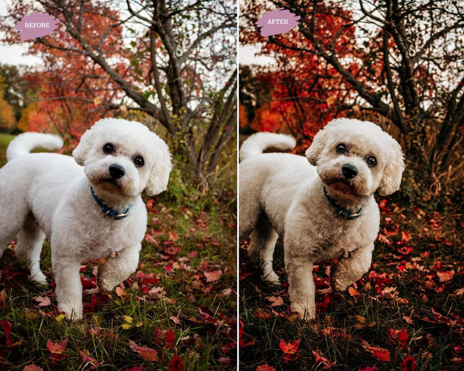 Autumn Leaves - LR Preset Pack