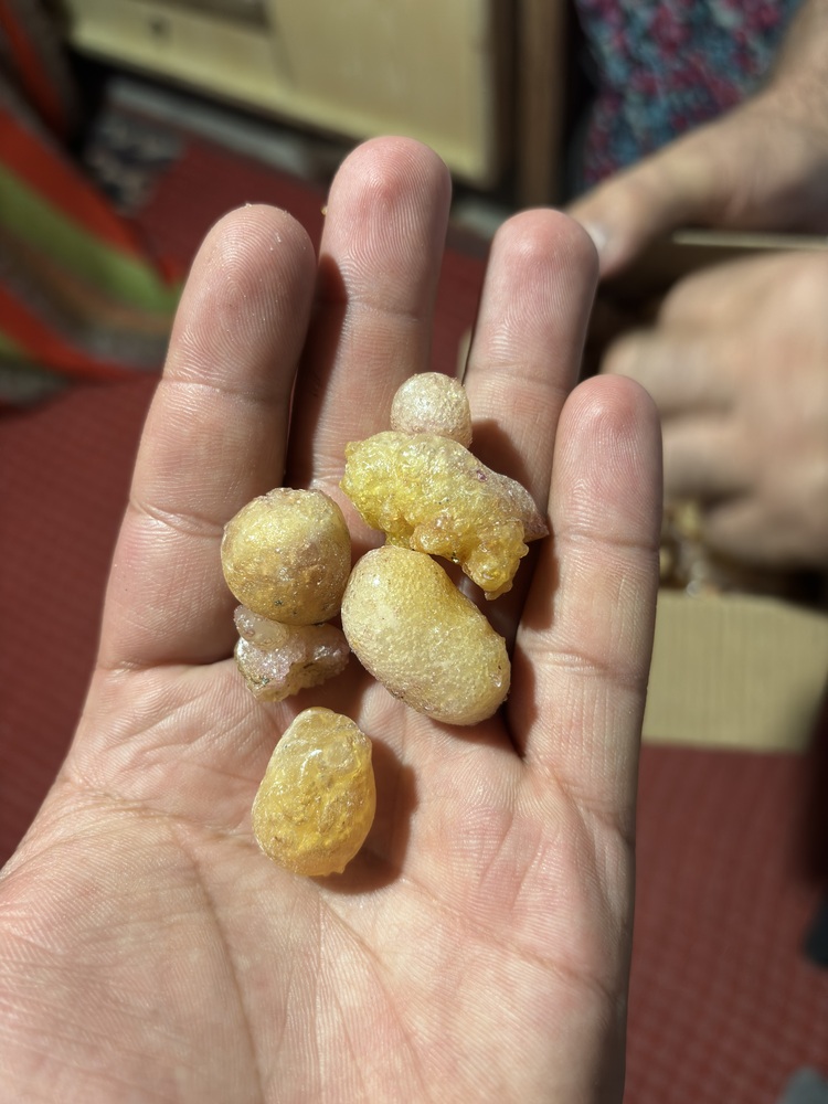 Çam Sakızı(50gr)