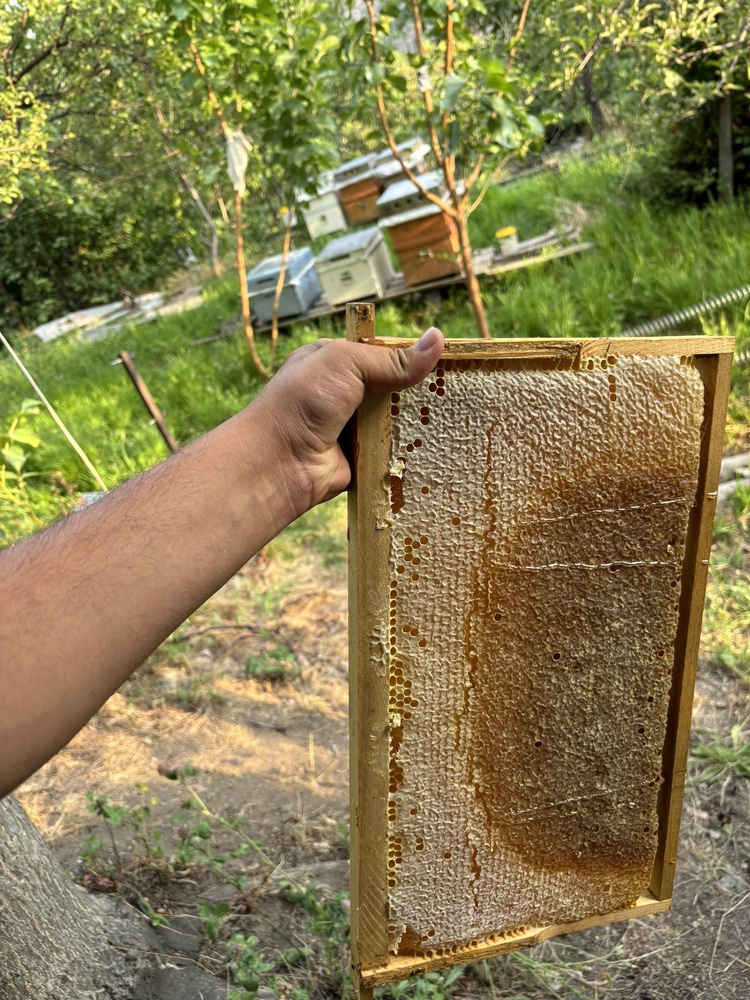 Petek Bal Çerçeve Şekliyle (3.5 Kg)