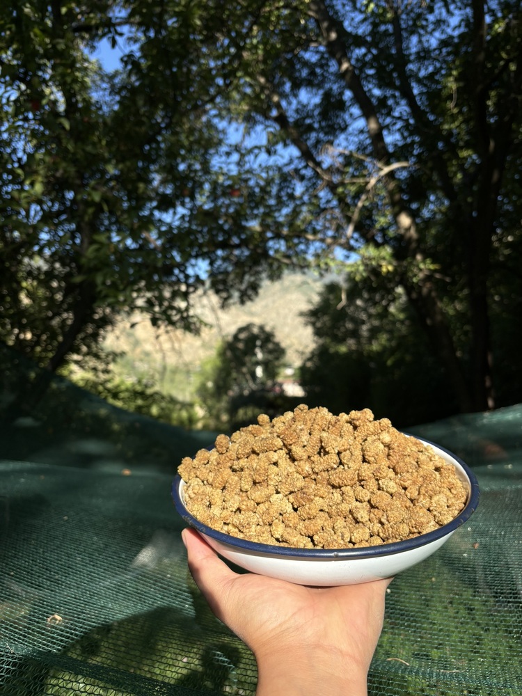 Kuru Dut (1 Kg)
