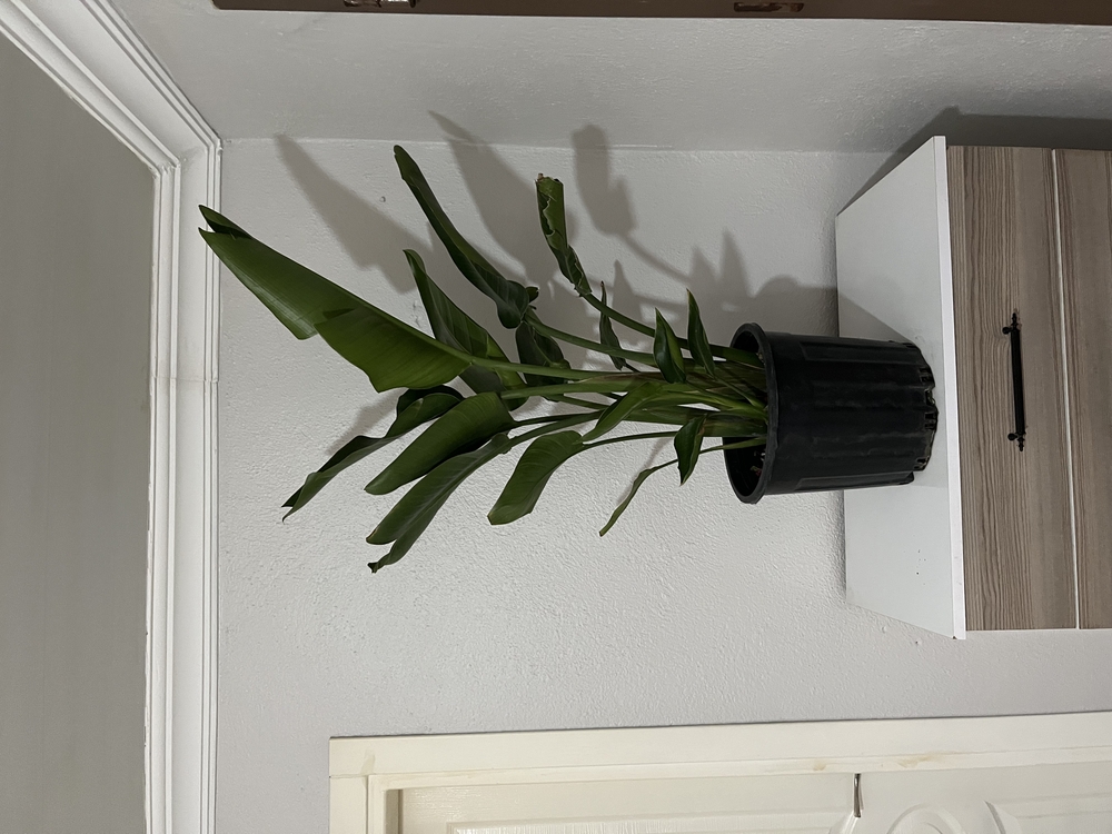 Canlı Nicolai Starliçe (Strelitzia nicolai) – 3 Kök, 100 cm, Üretim Saksılı
