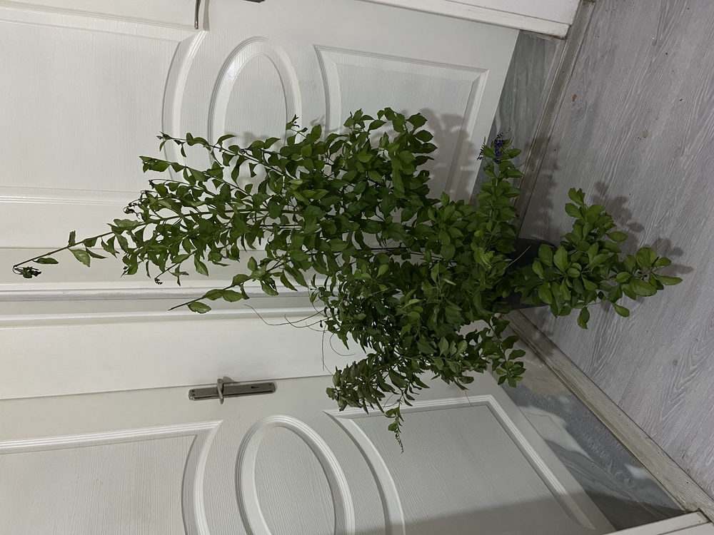 Canlı Duranta (Mor Çiçekli Altın Damla Çalısı) – 110-120 cm, Üretim Saksılı