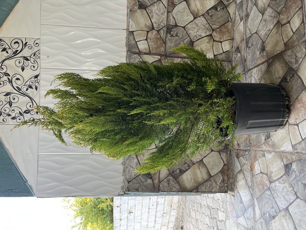 Canlı Limon Servi – 90-120 cm, Üretim Saksılı