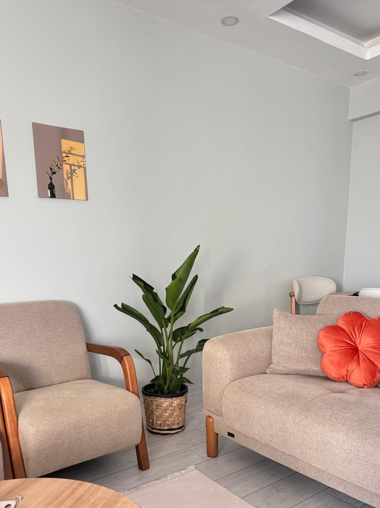 Canlı Nicolai Starliçe (Strelitzia nicolai) – 3 Kök, 100 cm, Üretim Saksılı