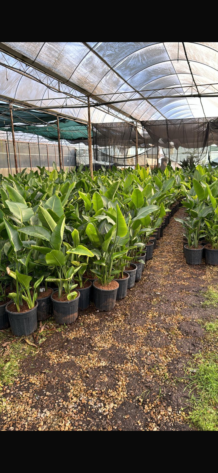 Canlı Nicolai Starliçe (Strelitzia nicolai) – 3 Kök, 100 cm, Üretim Saksılı