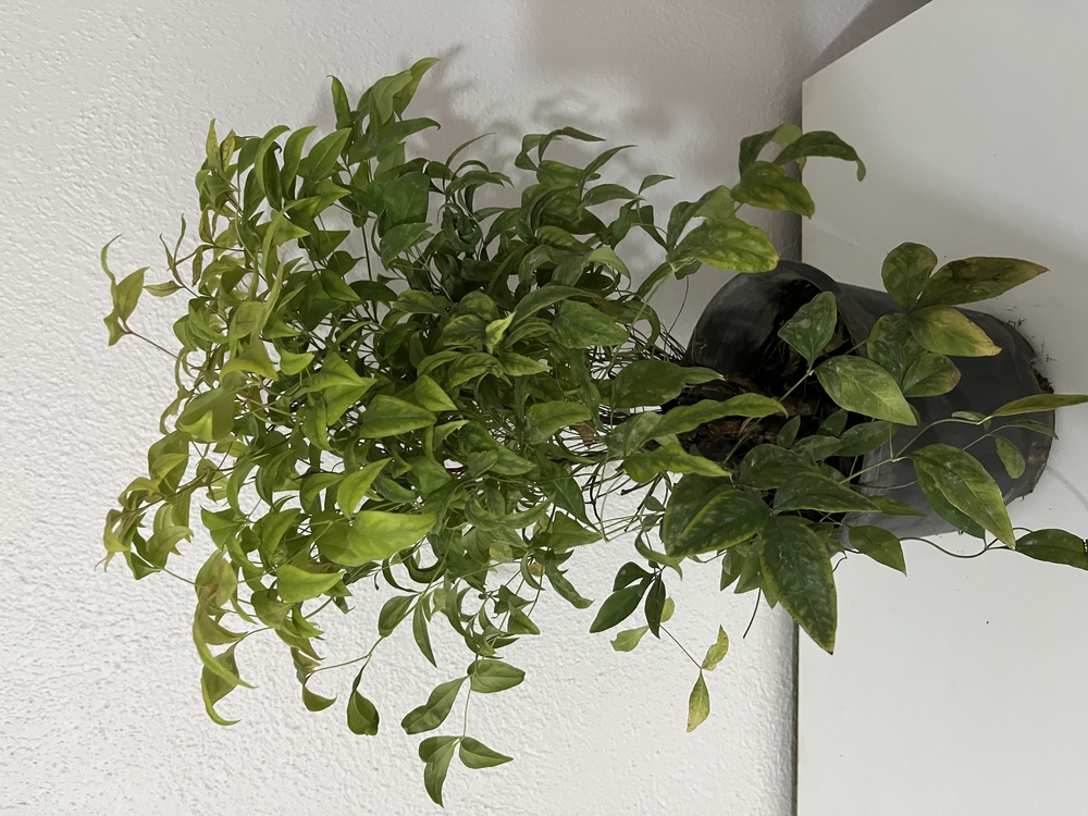 Canlı Nandina (Cennet Bambusu) – 40-45 cm, Üretim Saksılı