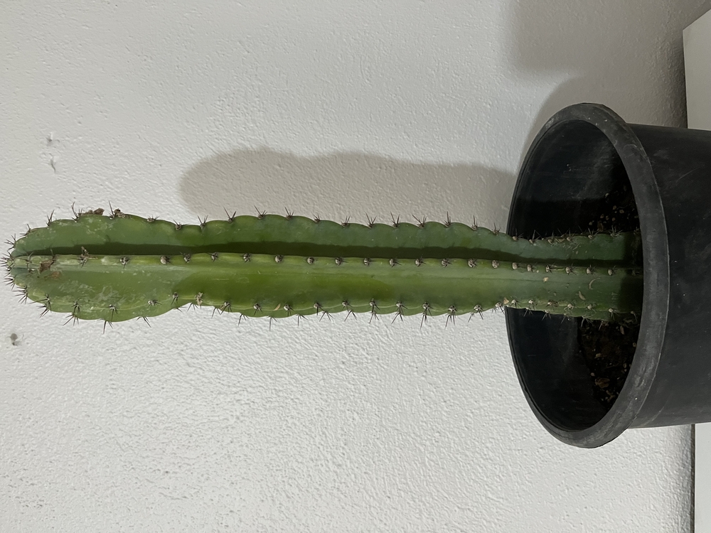 Canlı Sütun Kaktüsü – 54-55 cm, Üretim Saksılı