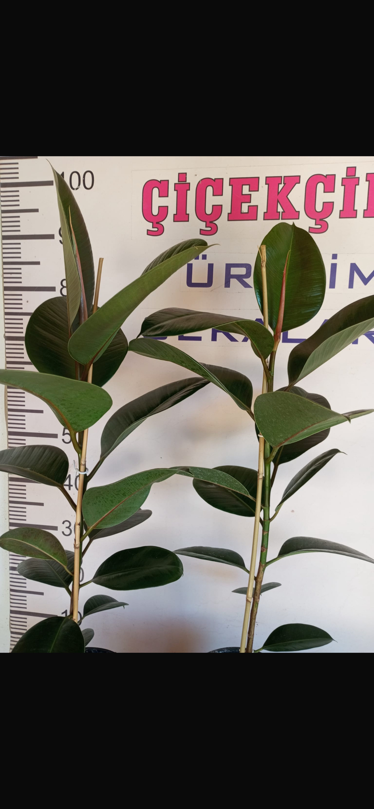 Canlı Kauçuk Ağacı (Ficus elastica) – 80-100 cm, Üretim Saksılı 