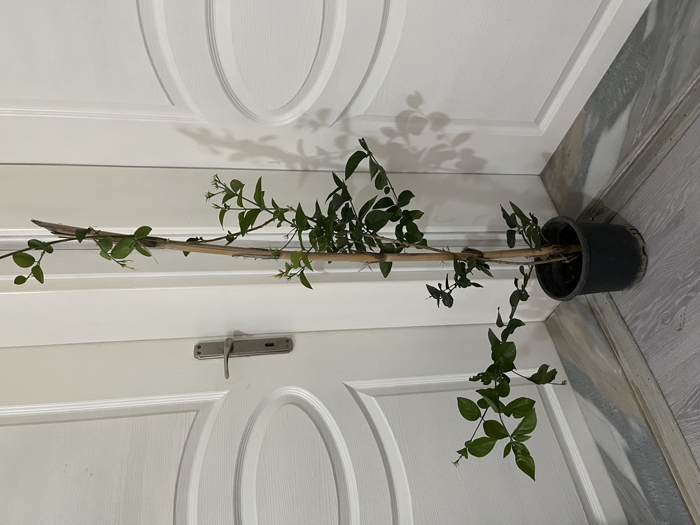 Canlı Arap Yasemini – 120-130 cm, Üretim Saksılı