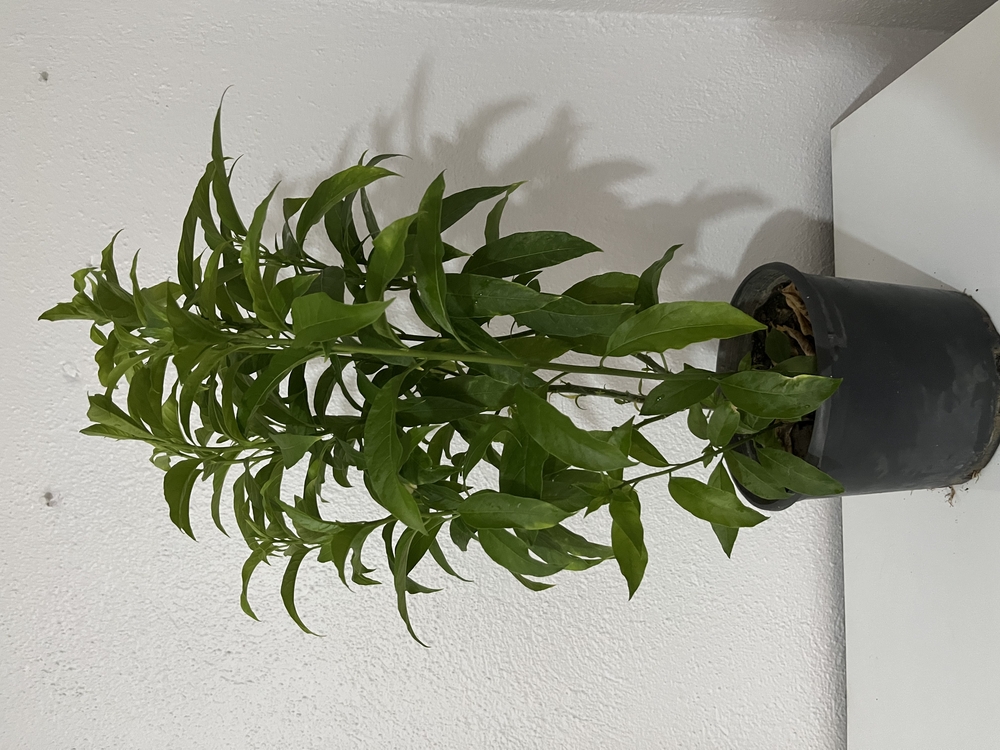 Canlı Melisa (Limon Otu) – 55-65 cm, Üretim Saksılı