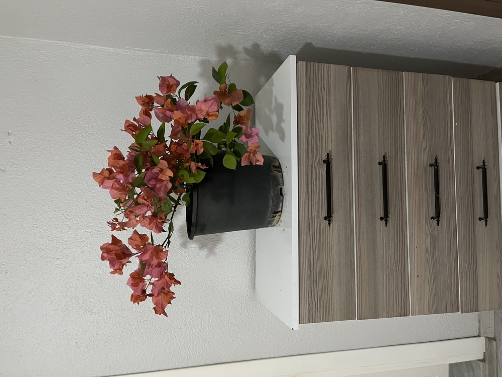 Canlı Bodur Begonvil (Turuncu Çiçekli) – 50-60 cm, Üretim Saksılı