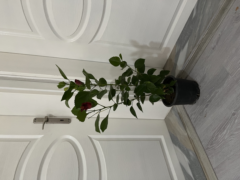 Canlı Kırmızı Japon Gülü – 60-80 cm, Üretim Saksılı