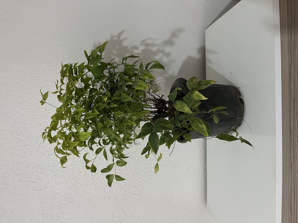 Canlı Nandina (Cennet Bambusu) – 40-45 cm, Üretim Saksılı