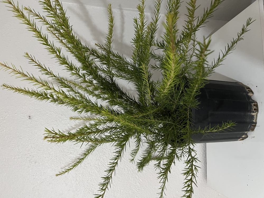 Canlı Gravilya (Grevillea robusta) – 70-80 cm, Üretim Saksılı