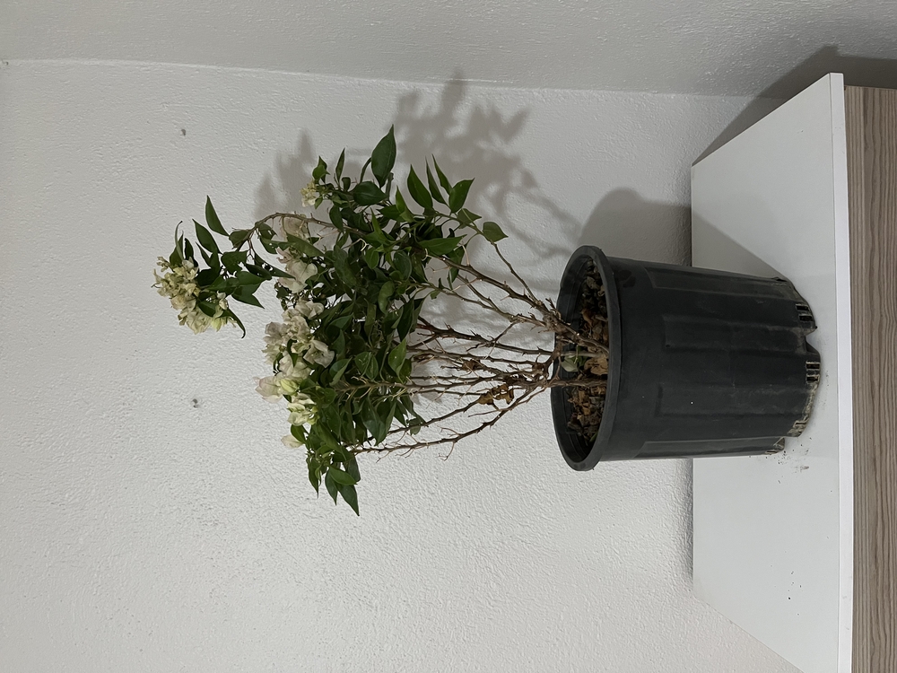 Canlı Bodur Begonvil (Beyaz Çiçekli) – 50-60 cm, Üretim Saksılı