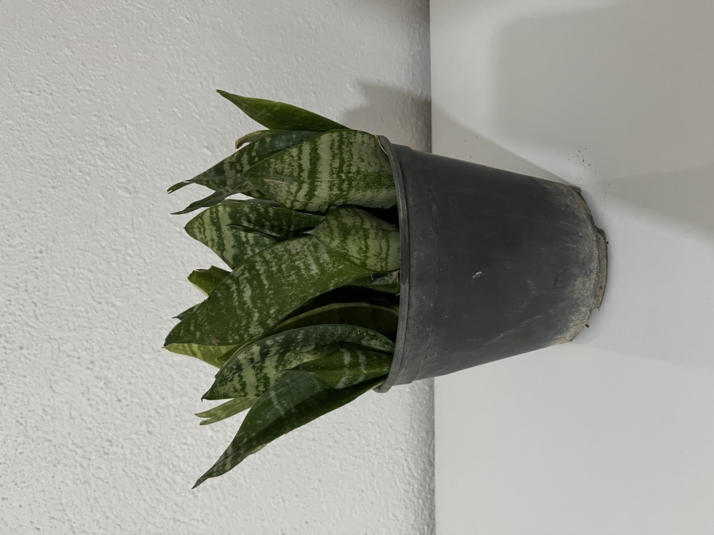 Canlı Paşa Kılıcı (Sansevieria) – 15-20 cm, Üretim Saksılı