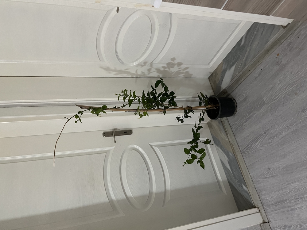 Canlı Arap Yasemini – 120-130 cm, Üretim Saksılı