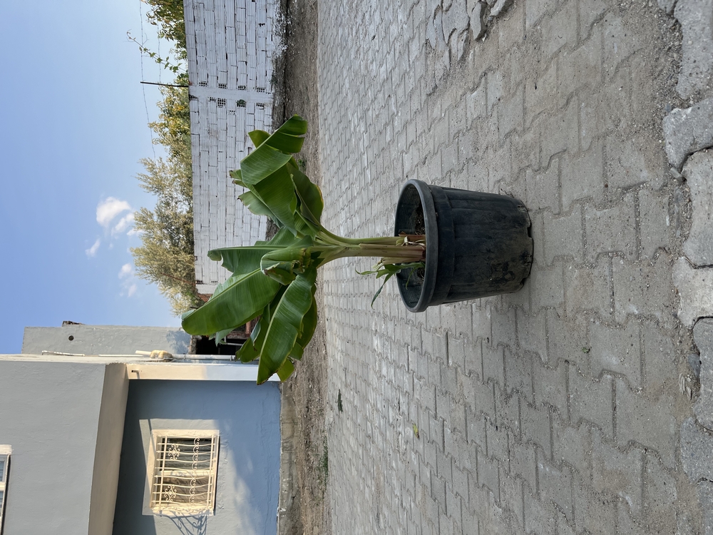 Canlı Muz Fidanı – 3 Kök, 80-90 cm, Büyük Saksılı