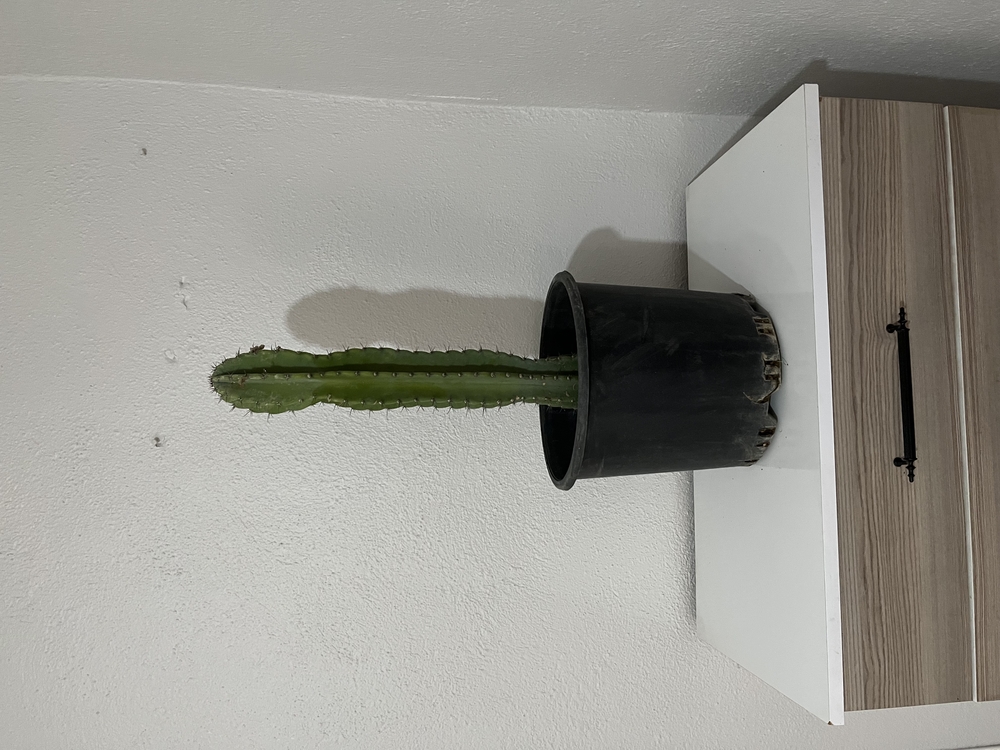 Canlı Sütun Kaktüsü – 54-55 cm, Üretim Saksılı