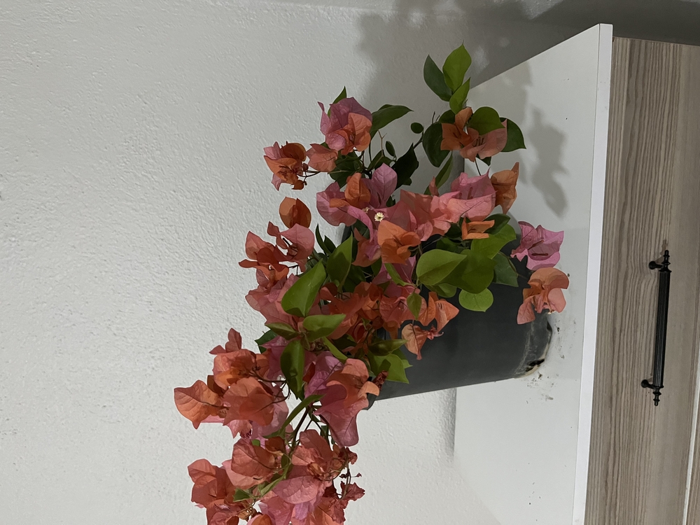 Canlı Bodur Begonvil (Turuncu Çiçekli) – 50-60 cm, Üretim Saksılı