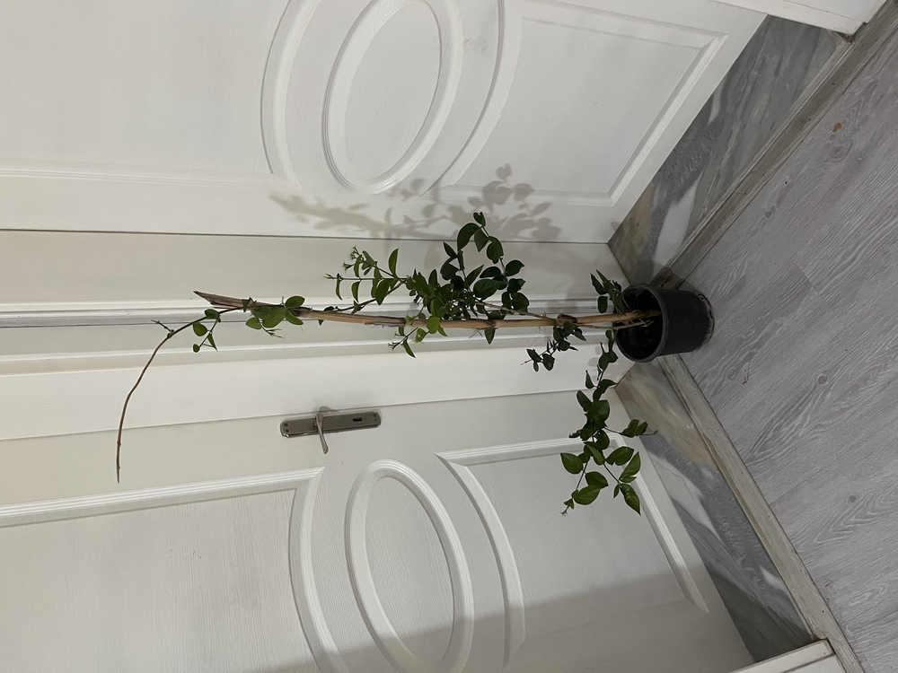 Canlı Arap Yasemini – 120-130 cm, Üretim Saksılı