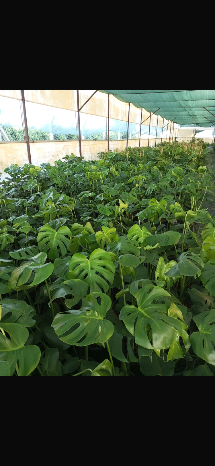Canlı Monstera (Devetabanı) – 50-80 cm, Üretim Saksılı