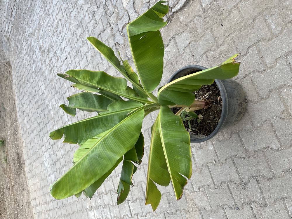Canlı Muz Fidanı – 3 Kök, 80-90 cm, Büyük Saksılı