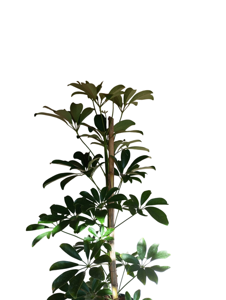 Canlı Şeflera (Şemsiye Çiçeği) – 80-90 cm, Üretim Saksılı