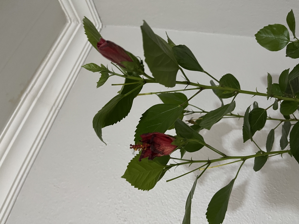 Canlı Kırmızı Japon Gülü – 60-80 cm, Üretim Saksılı