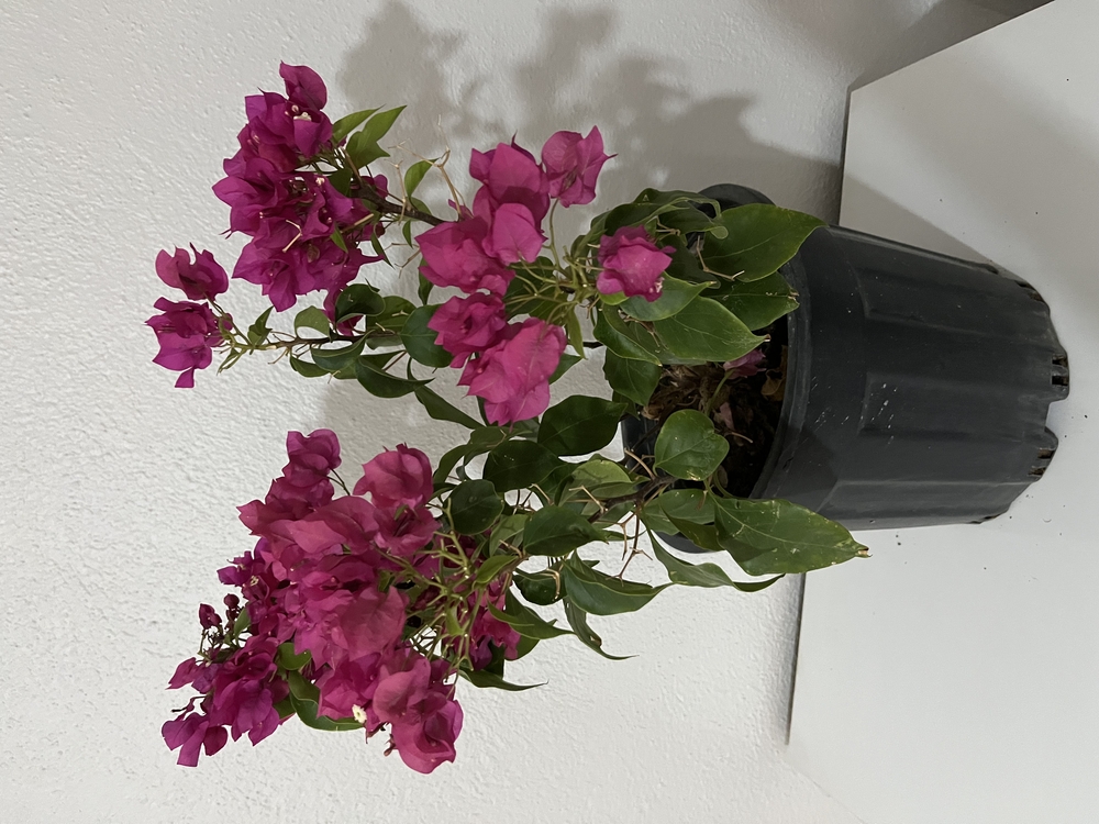 Canlı Bodur Fuşya Begonvil – 40-50 cm, Üretim Saksılı