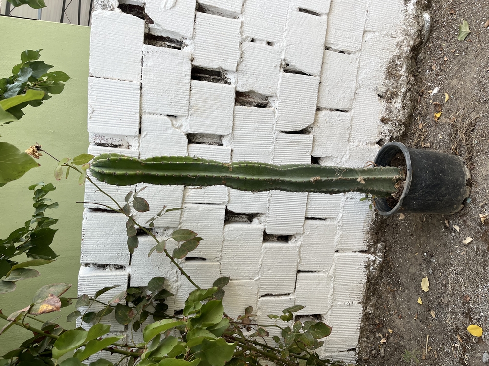 Canlı Sütun Kaktüsü 90 cm, Üretim Saksılı