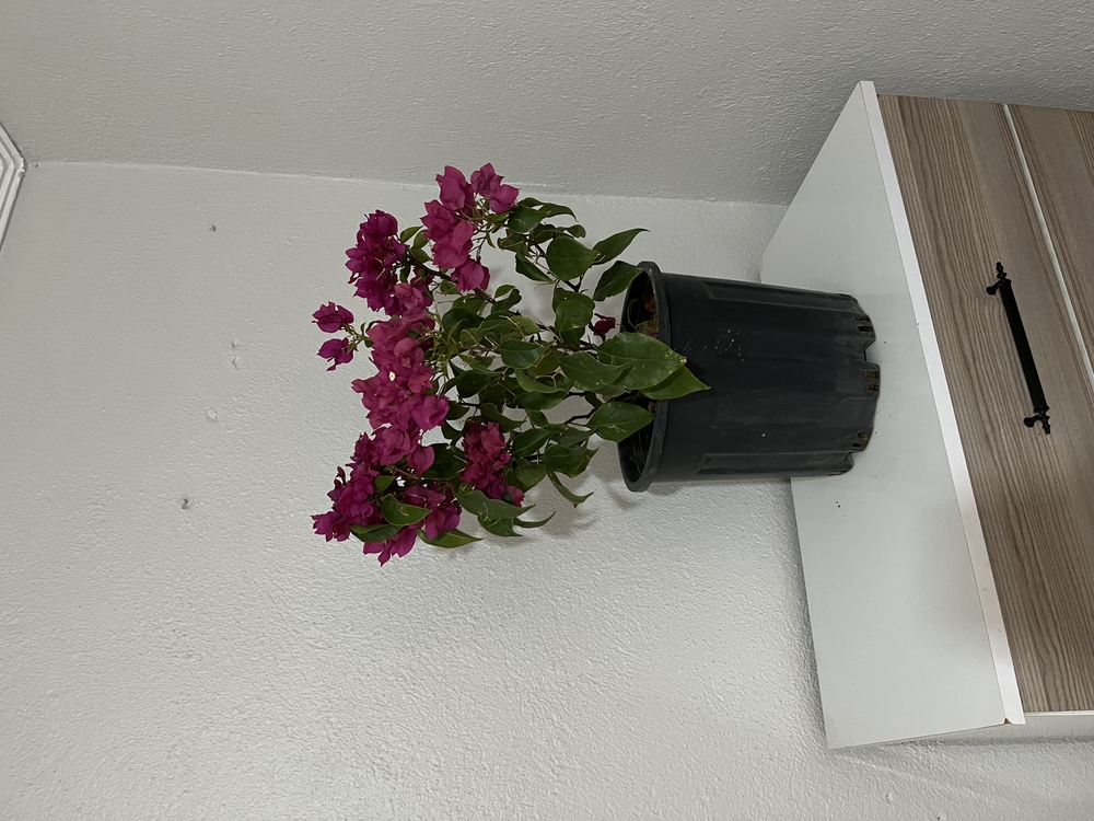 Canlı Bodur Fuşya Begonvil – 40-50 cm, Üretim Saksılı